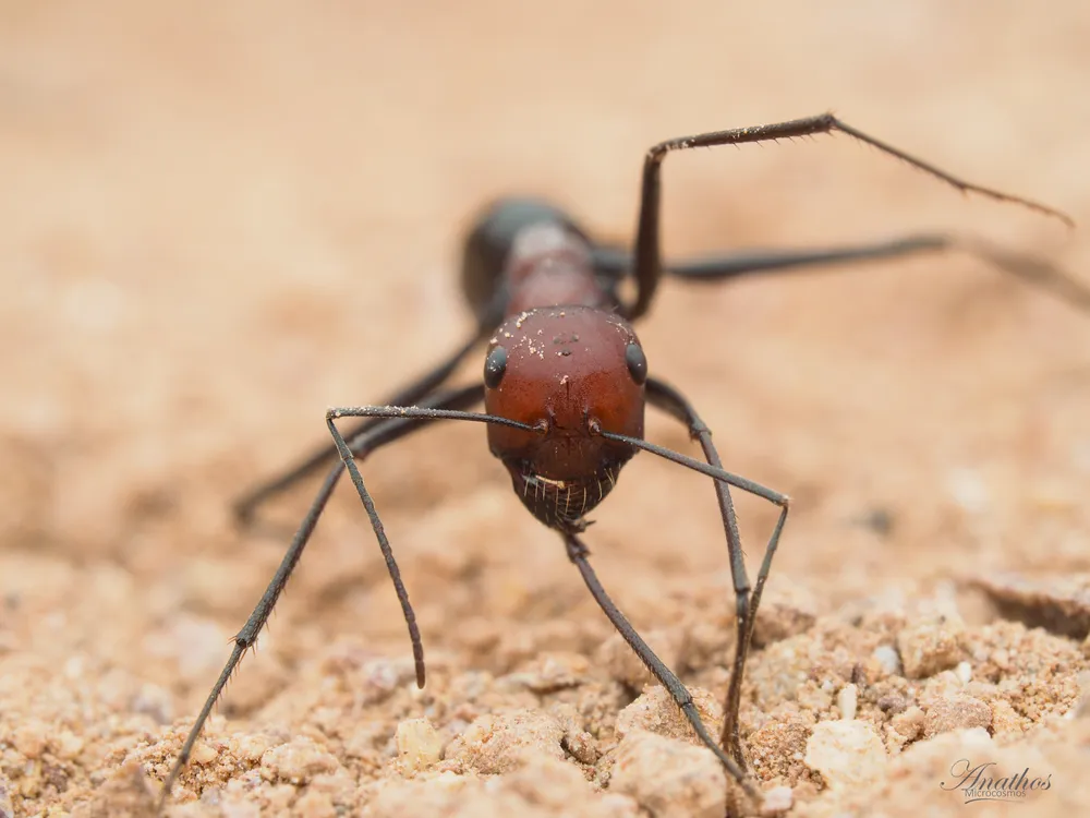 Photographie de Cataglyphis sp. gr. bicolor