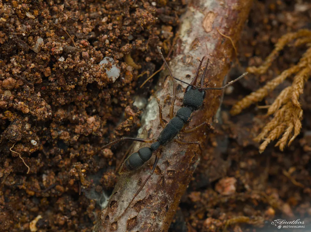 Photographie de Harpegnatos venator