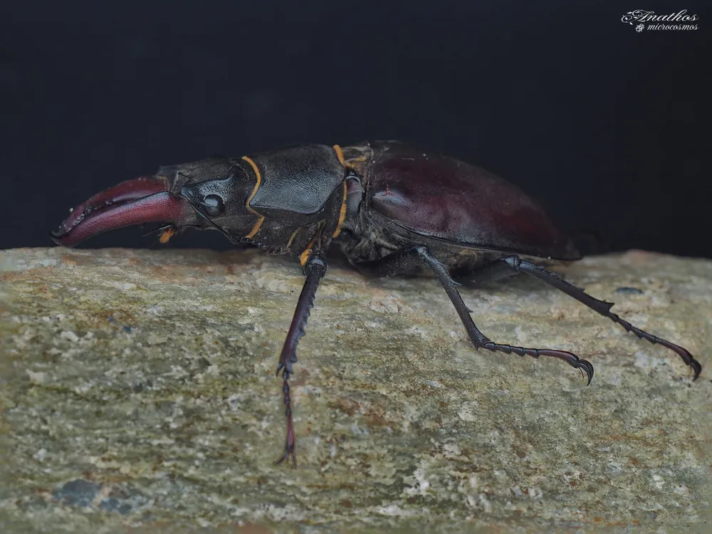 Photographie de Lucanus cervus