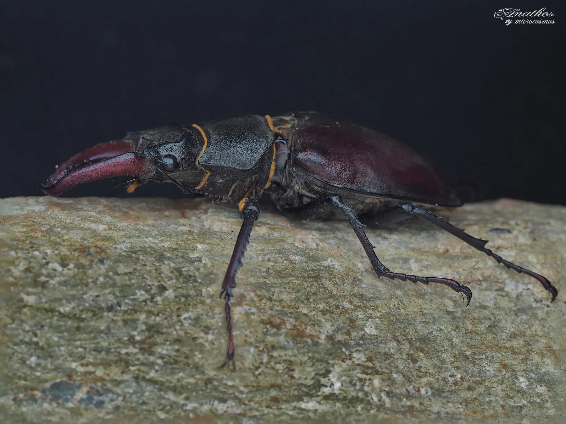 Photographie de Lucanus cervus