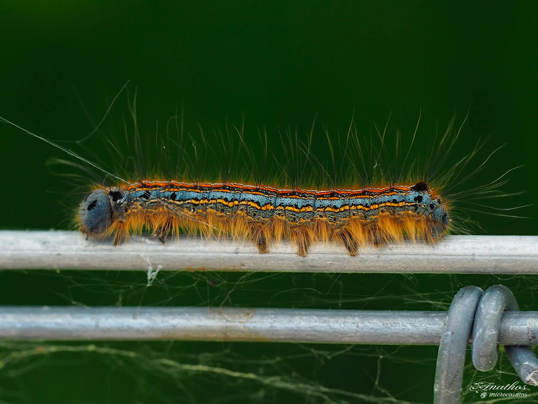 Photographie de Malacosoma neustria