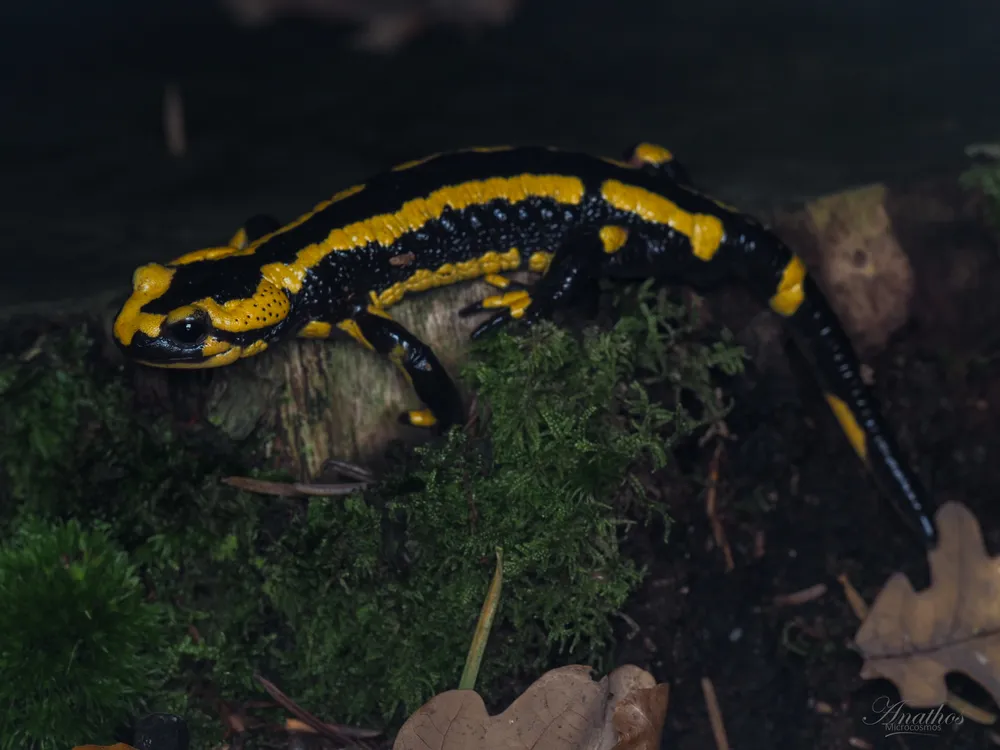 Photographie de Salamandra salamandra