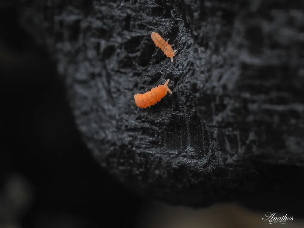 Photographie de Yuukianura aphoruroides