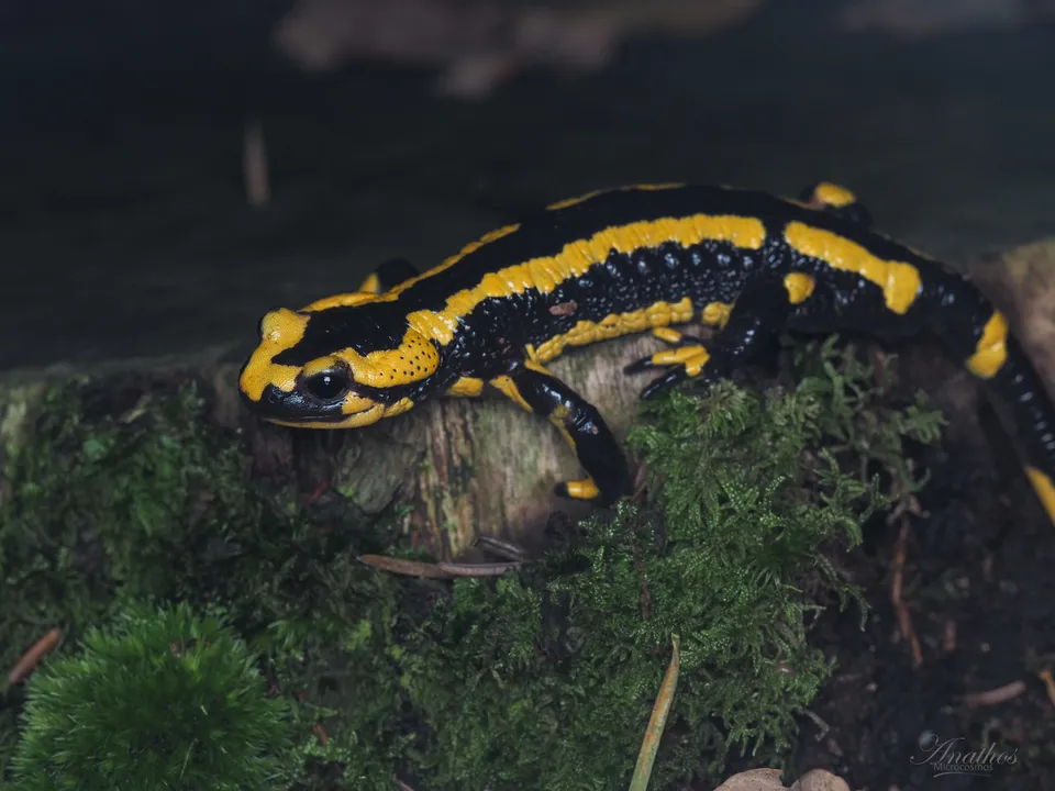 Exemple de photographie animalière